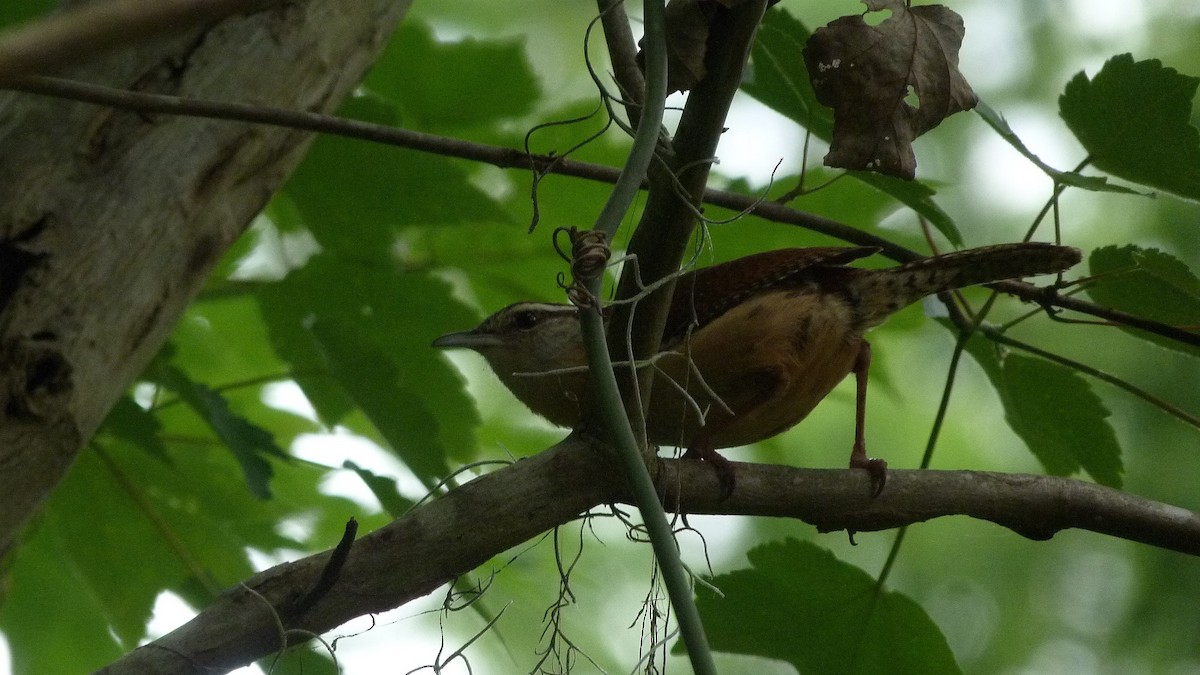 Carolina Wren - ML328860321