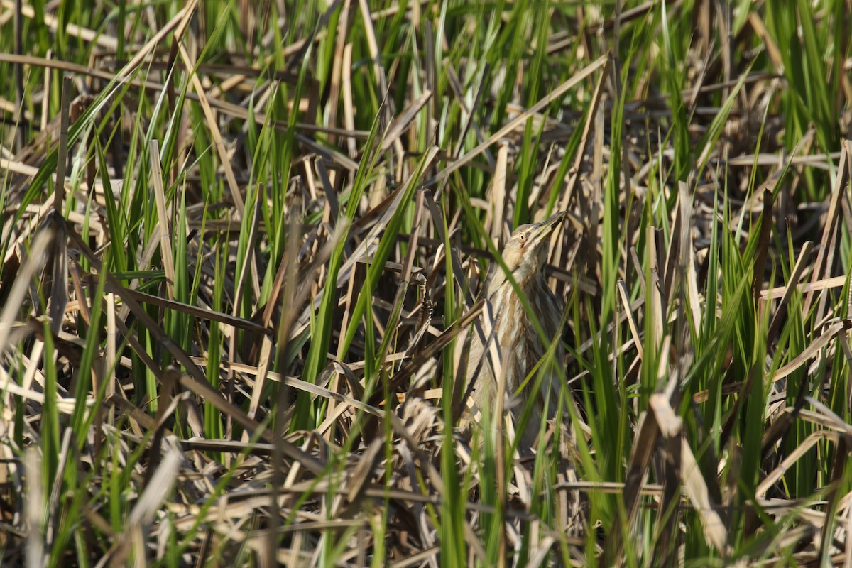 American Bittern - Michele Wells