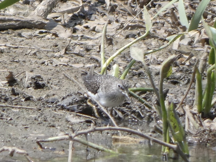 Solitary Sandpiper - ML328861011