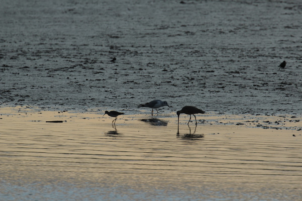 Marbled Godwit - ML328861041