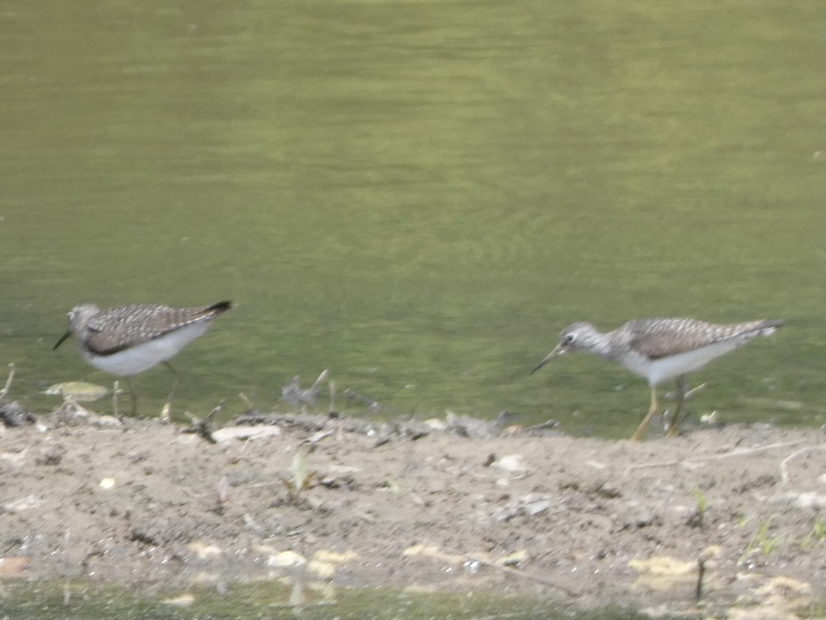 Solitary Sandpiper - ML328861131