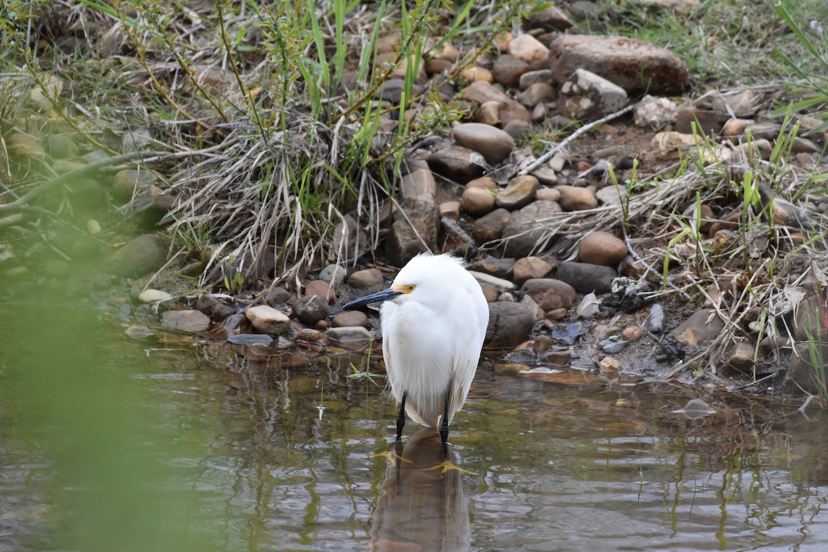 Snowy Egret - jerod skebo