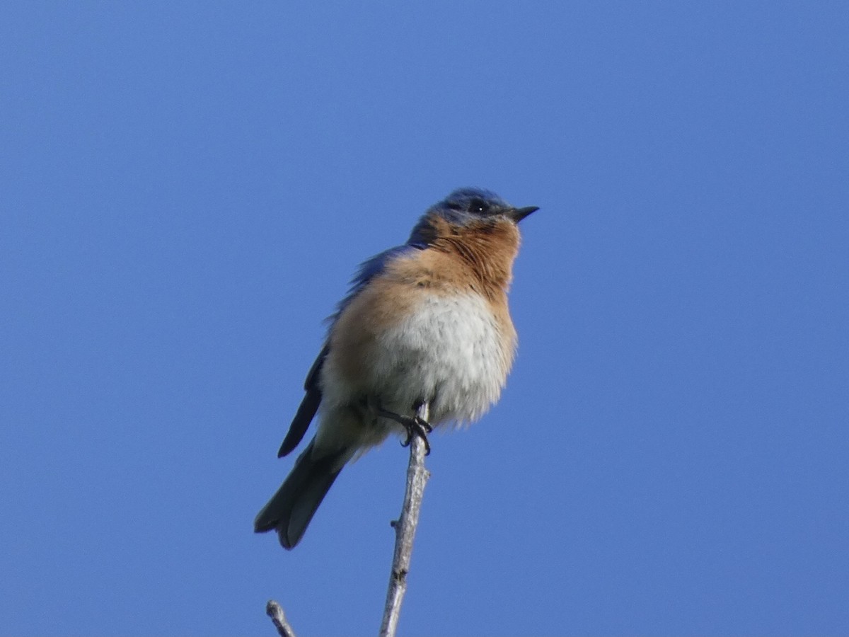 Eastern Bluebird - ML328863741