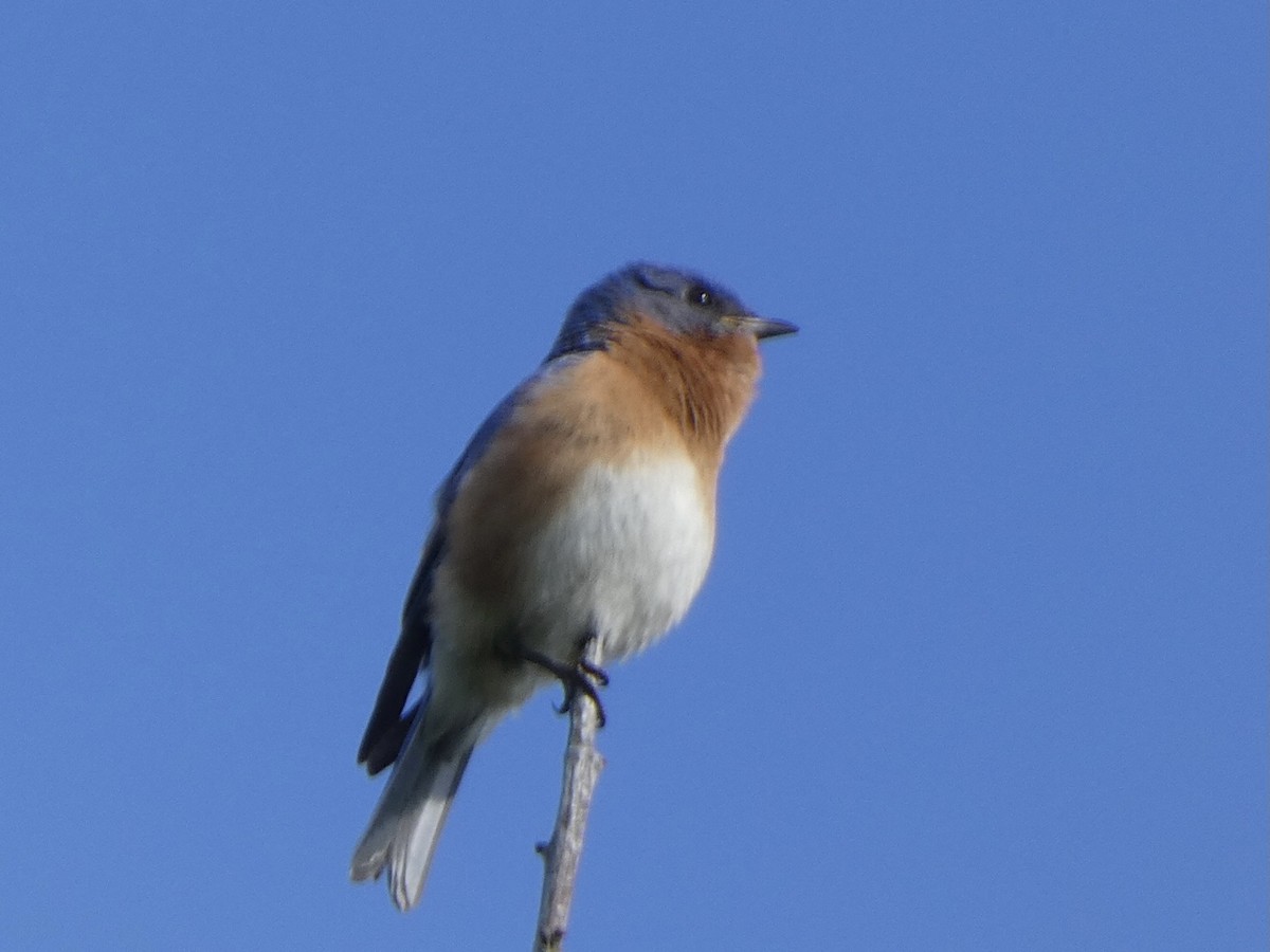 Eastern Bluebird - ML328863881