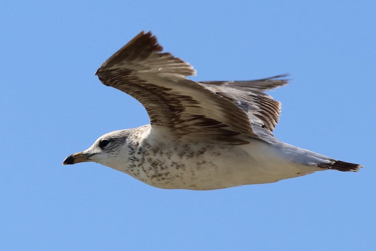 Ring-billed Gull - Robert Mercer