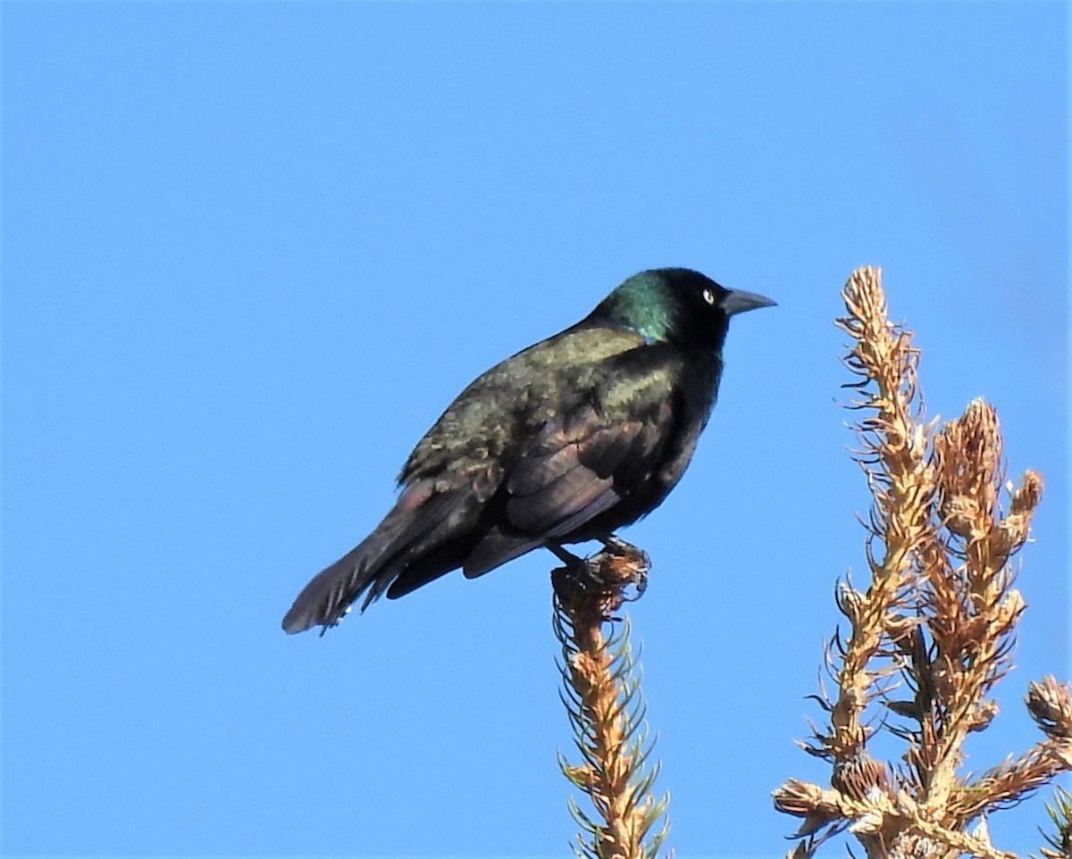 Common Grackle - ML328866081