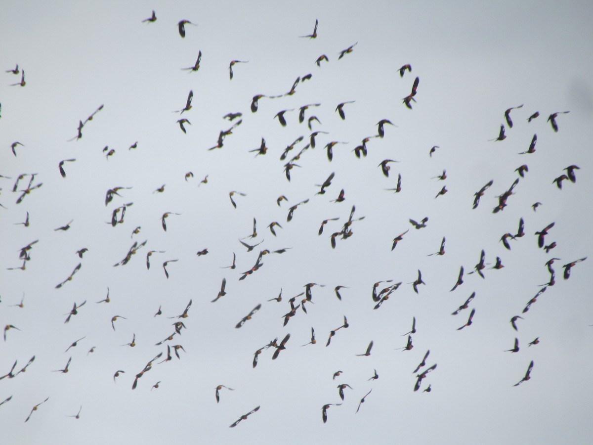 Yellow-headed Blackbird - ML328866871