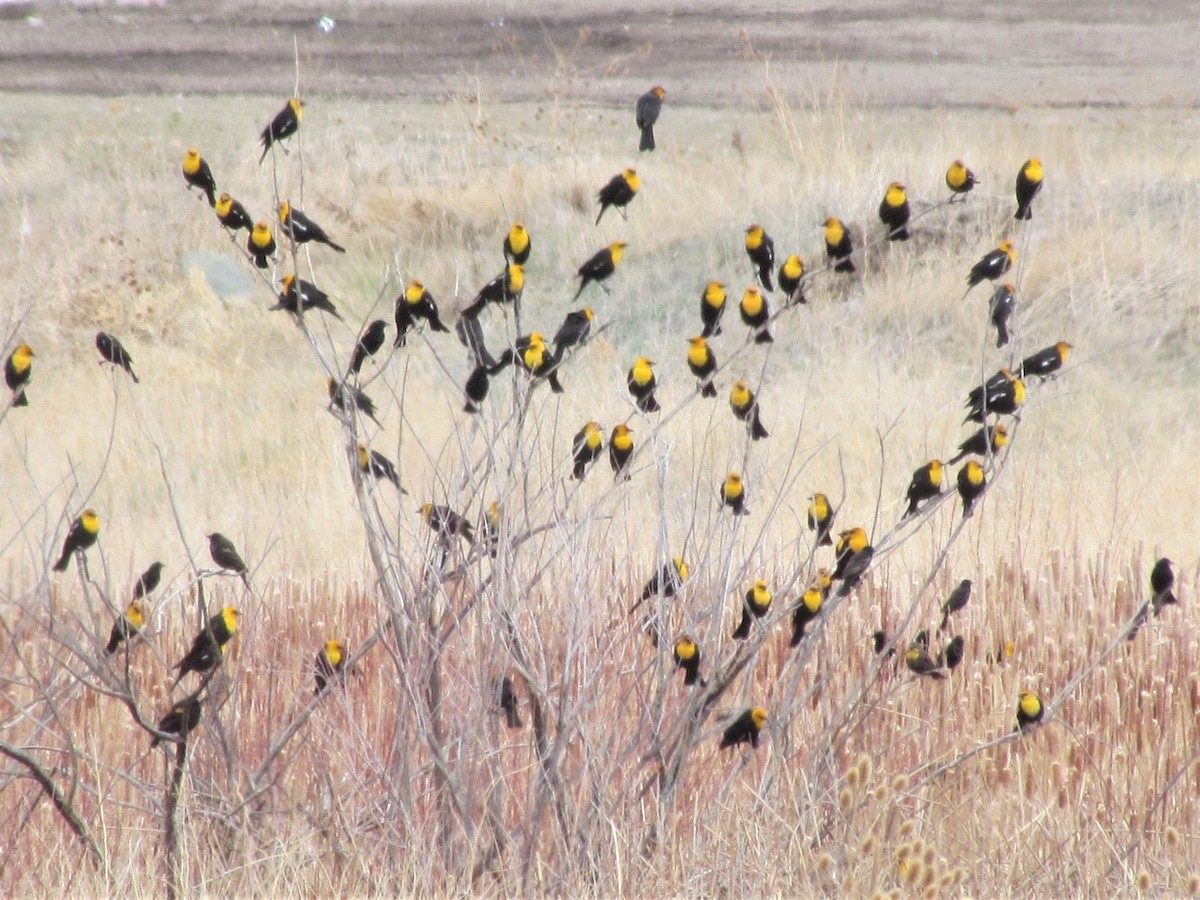 Yellow-headed Blackbird - ML328866911