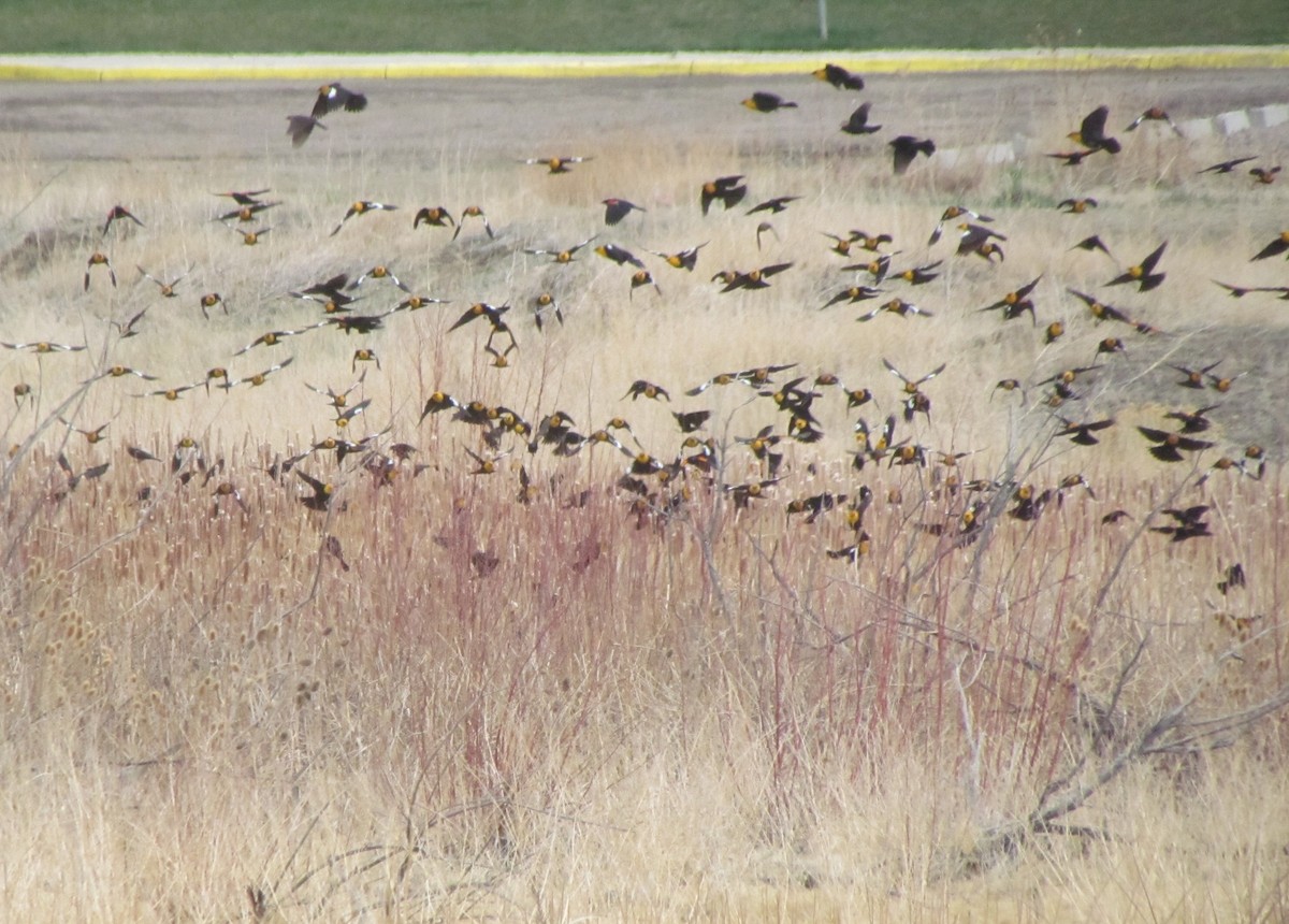 Yellow-headed Blackbird - ML328866921