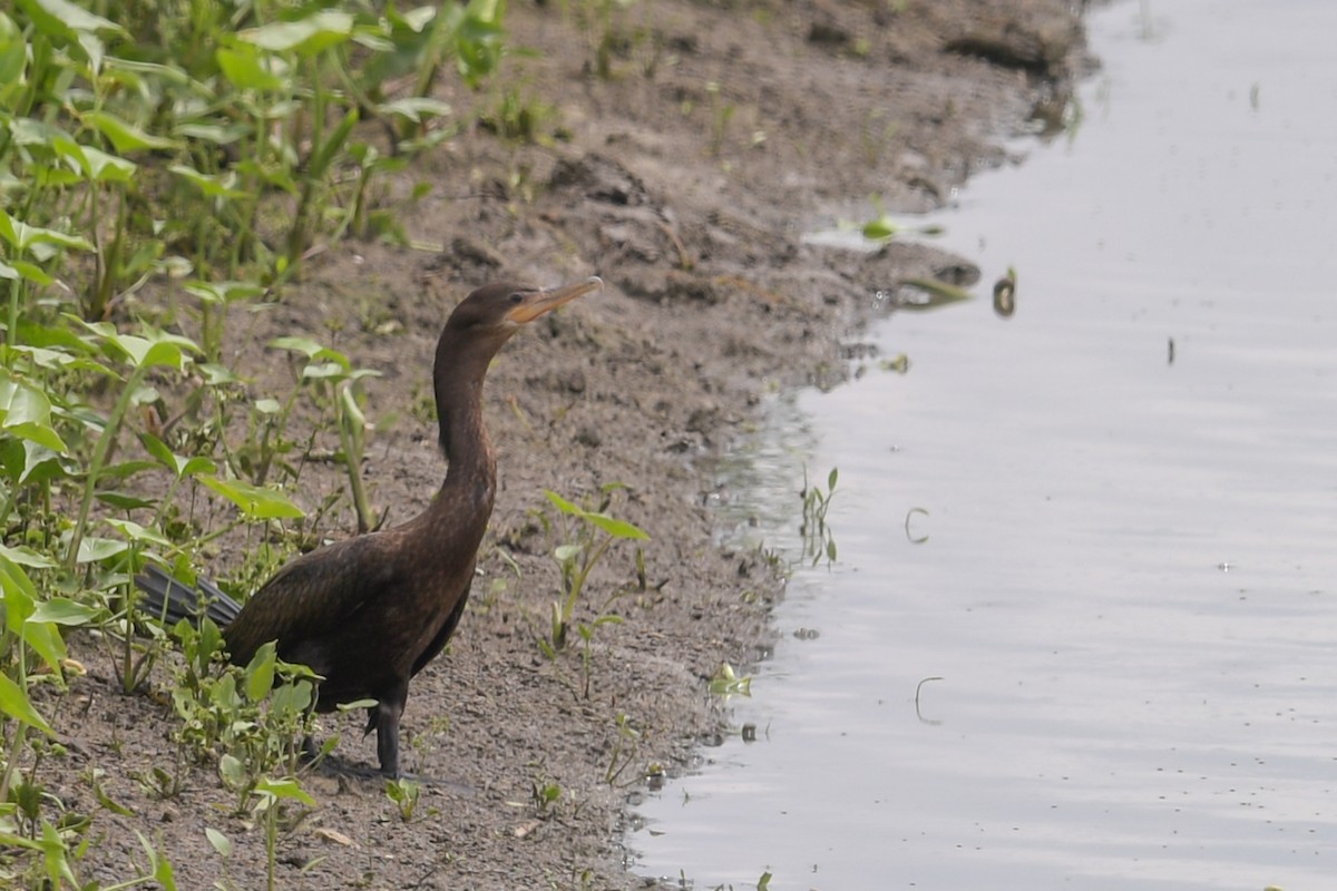 Neotropic Cormorant - Mike Stewart