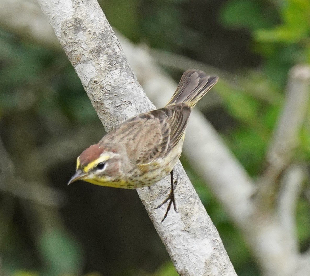 Palm Warbler - ML328869441