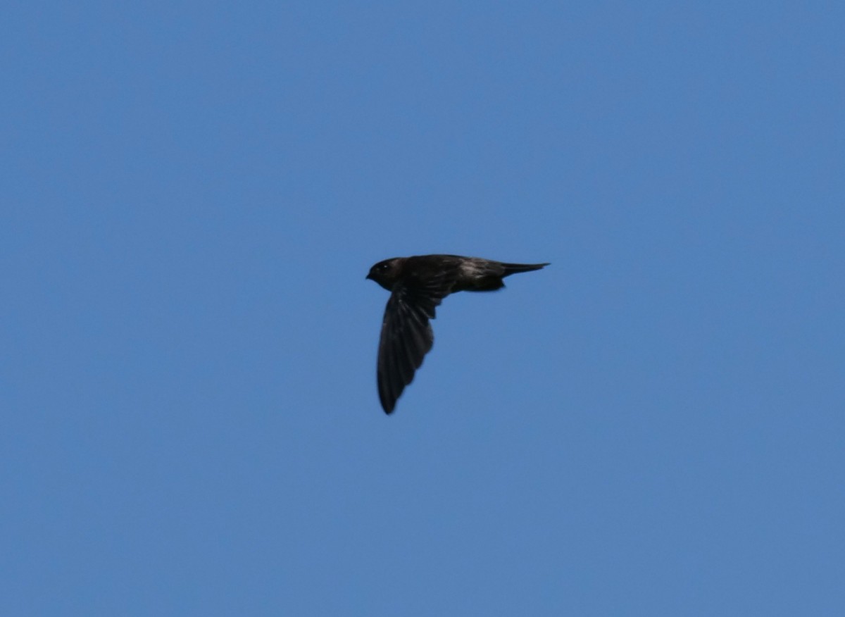 Germain's Swiftlet - ML328870281