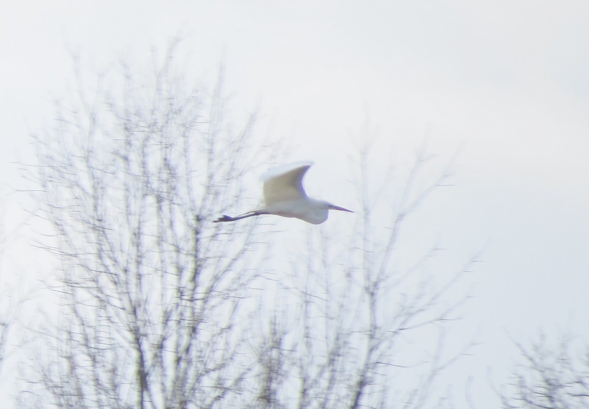 Great Egret - ML328871421