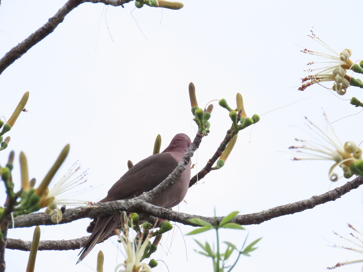 Short-billed Pigeon - ML328873091