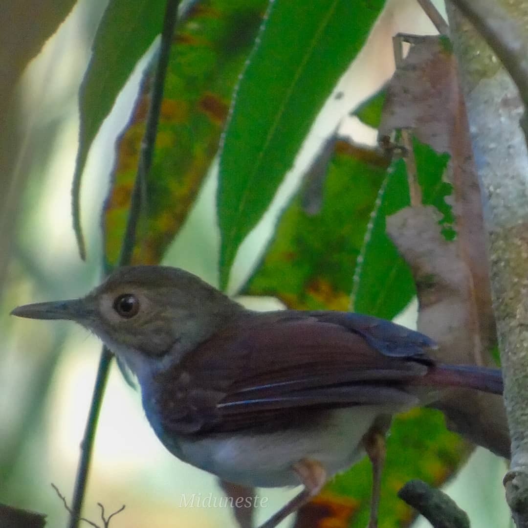 White-chested Babbler - ML328873831