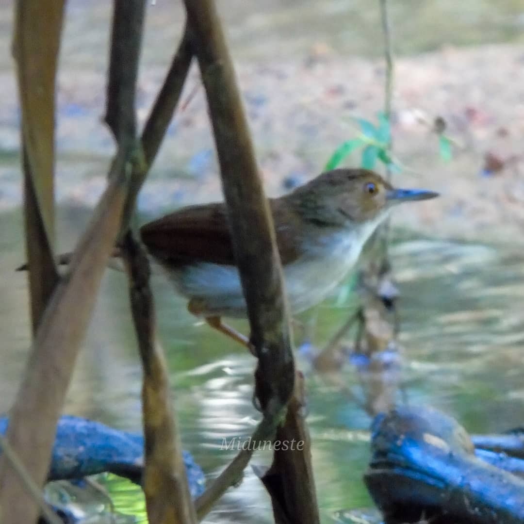 White-chested Babbler - ML328874001