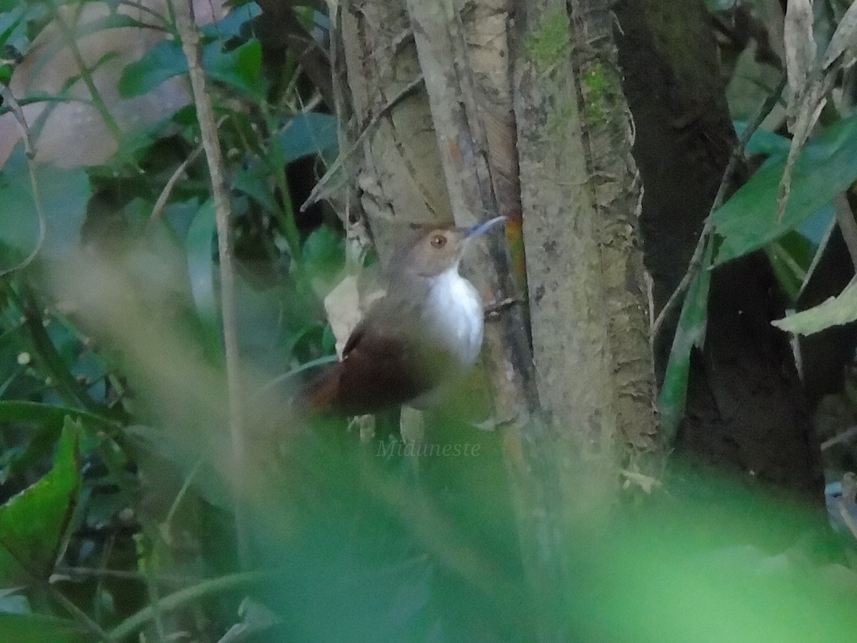 White-chested Babbler - ML328874151