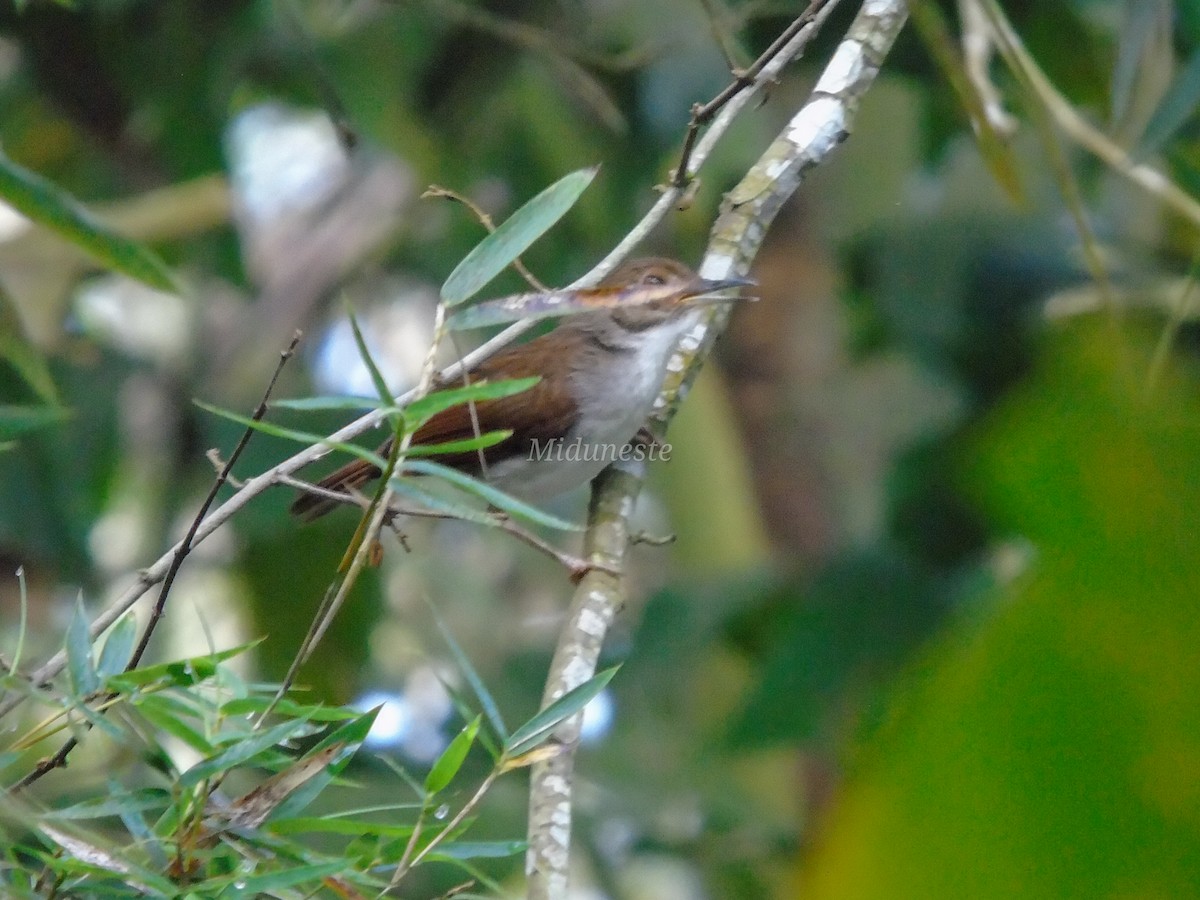 White-chested Babbler - ML328874351