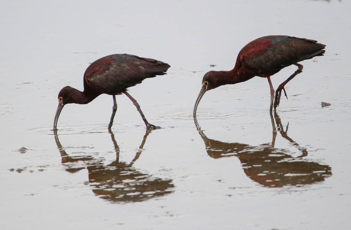 White-faced Ibis - ML328875711