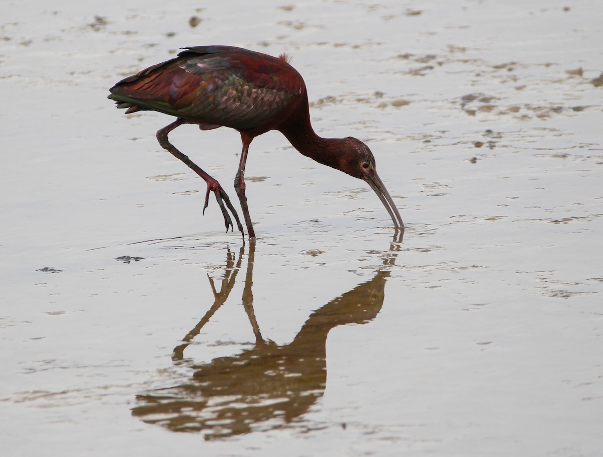 White-faced Ibis - ML328875721