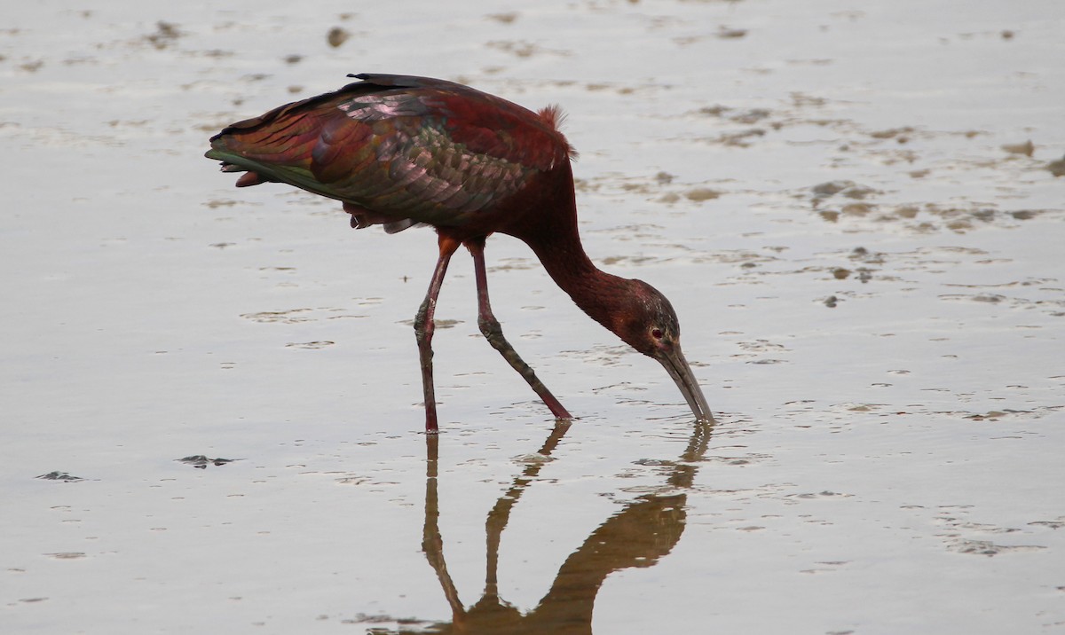 White-faced Ibis - ML328875801