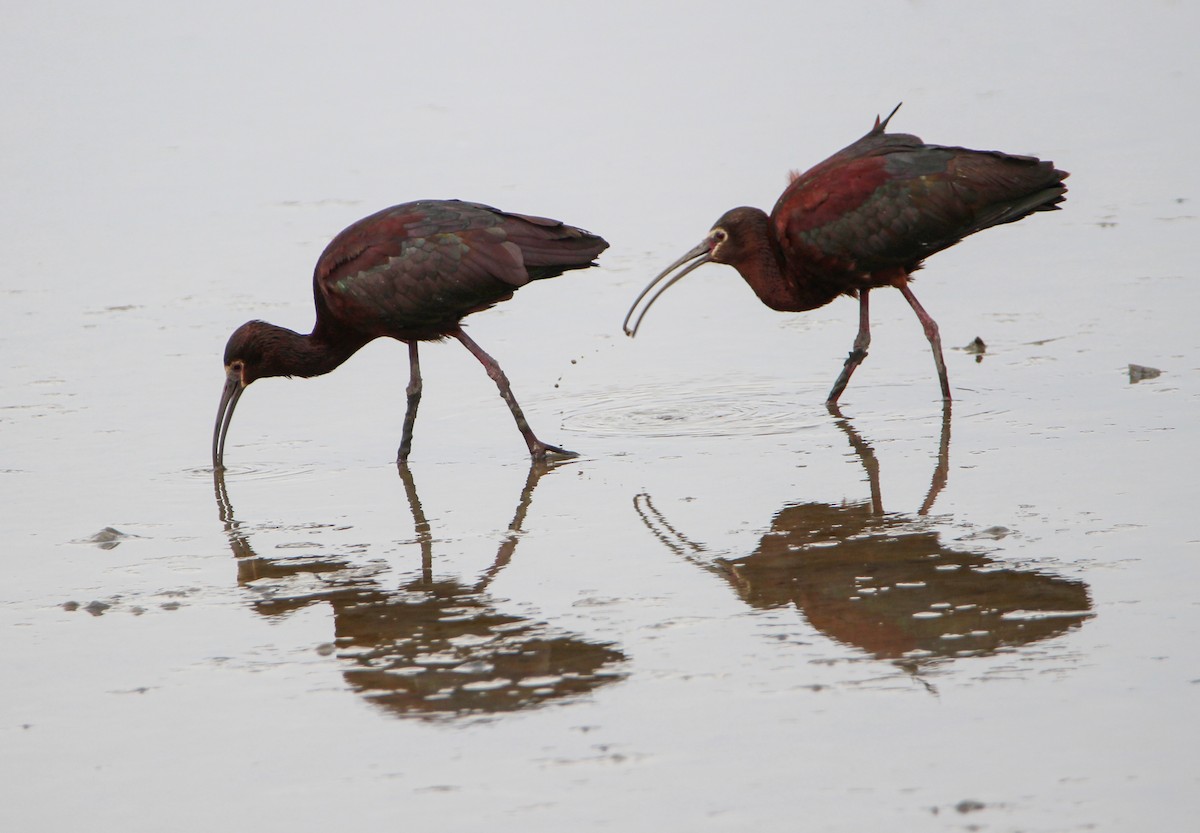 White-faced Ibis - ML328875821