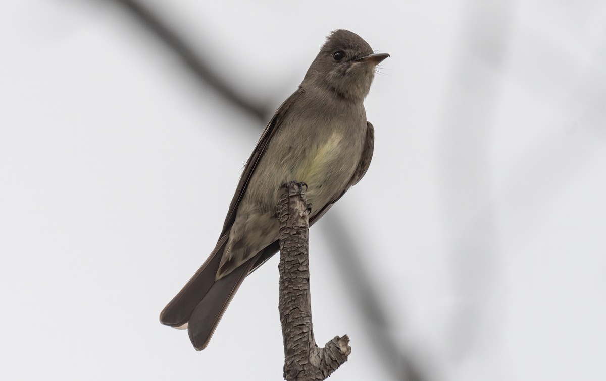 Western Wood-Pewee - ML328875881