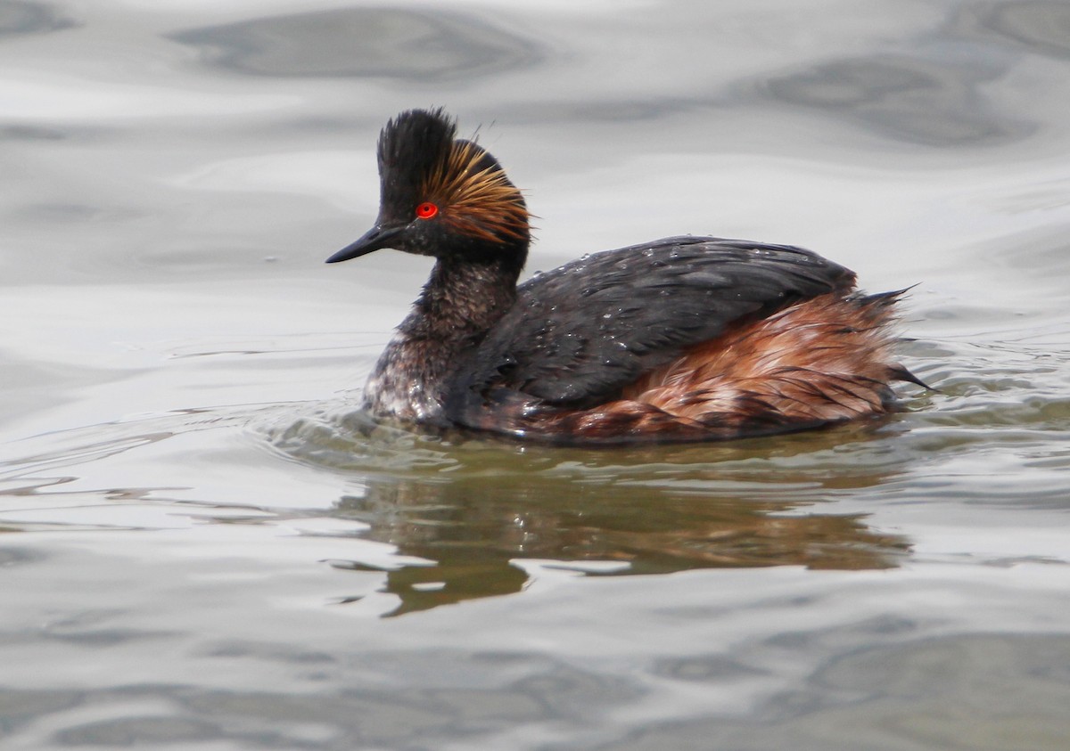 Eared Grebe - Alex George