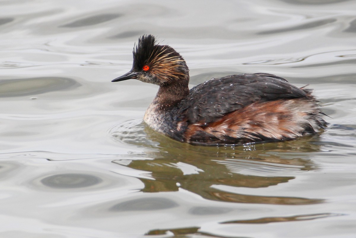 Eared Grebe - ML328876001