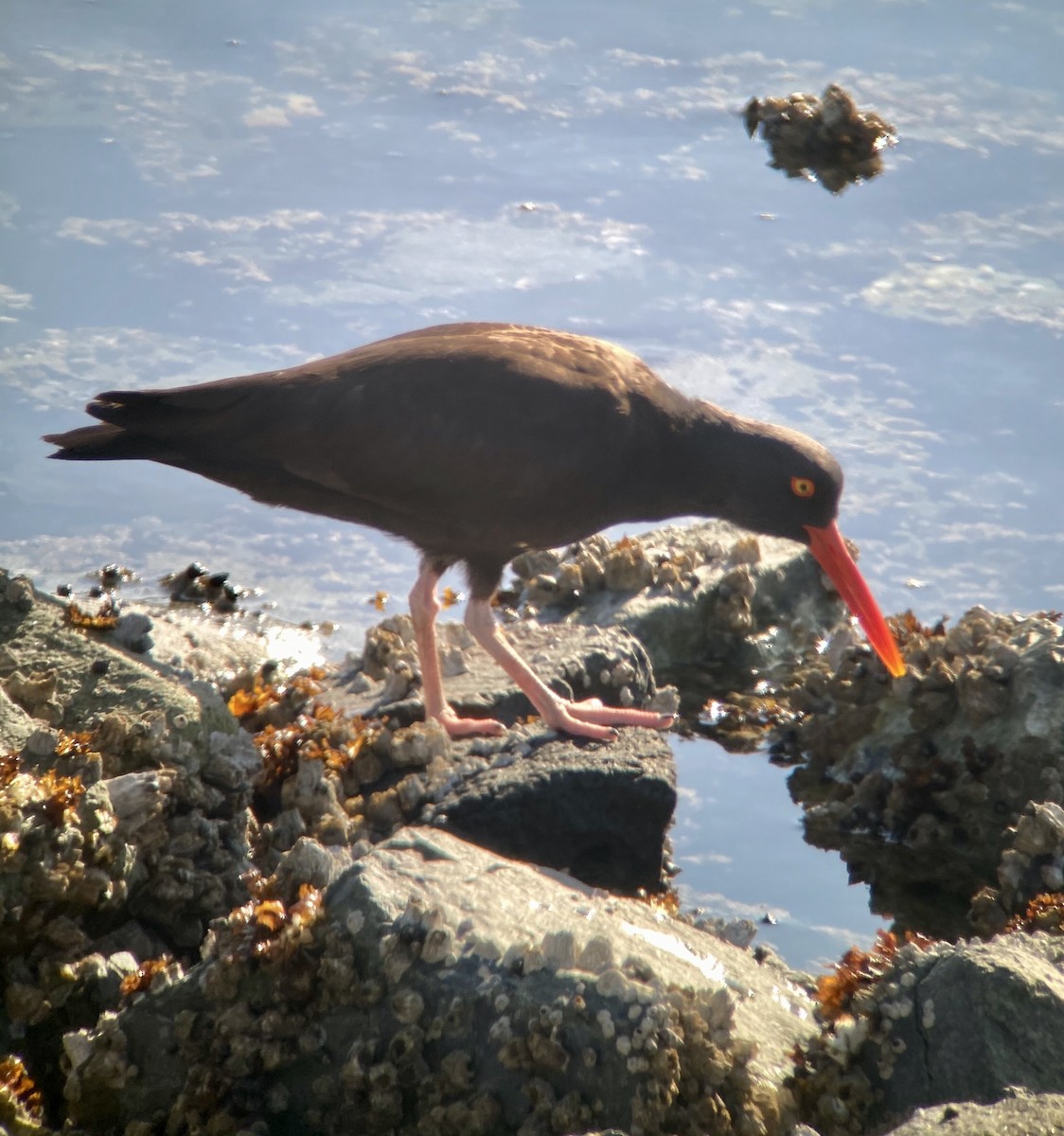 Black Oystercatcher - Greg Harrington