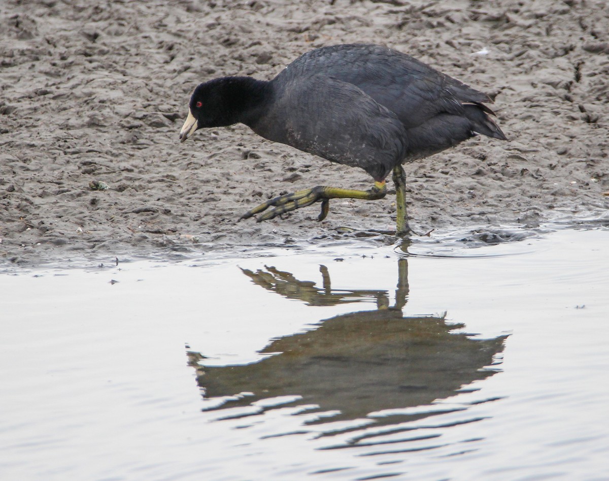 American Coot - ML328876111