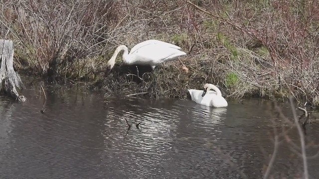 Trumpeter Swan - ML328876811