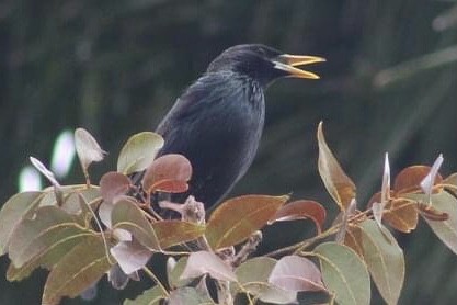 European Starling - ML328877341