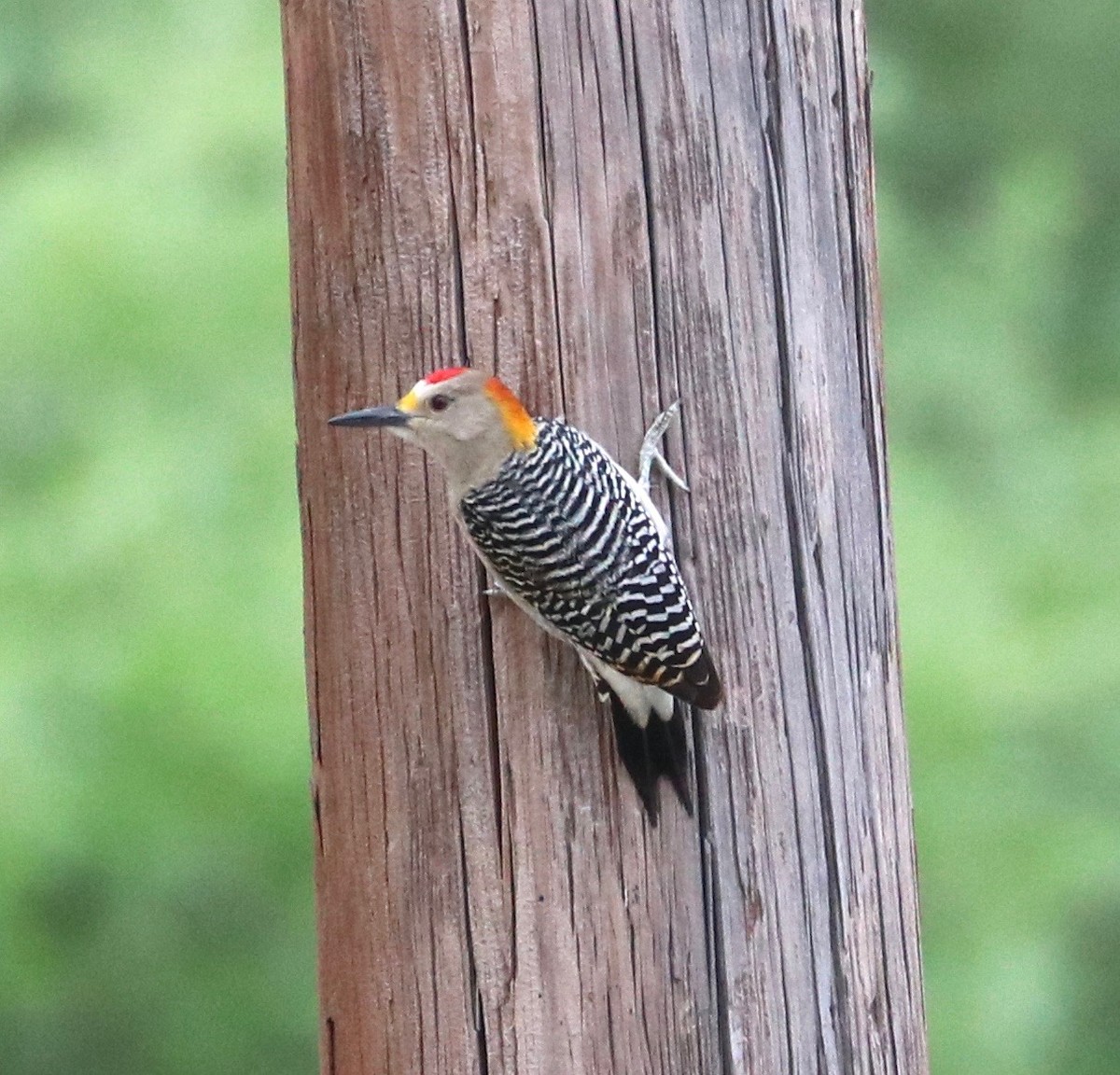 Golden-fronted Woodpecker - ML328879161