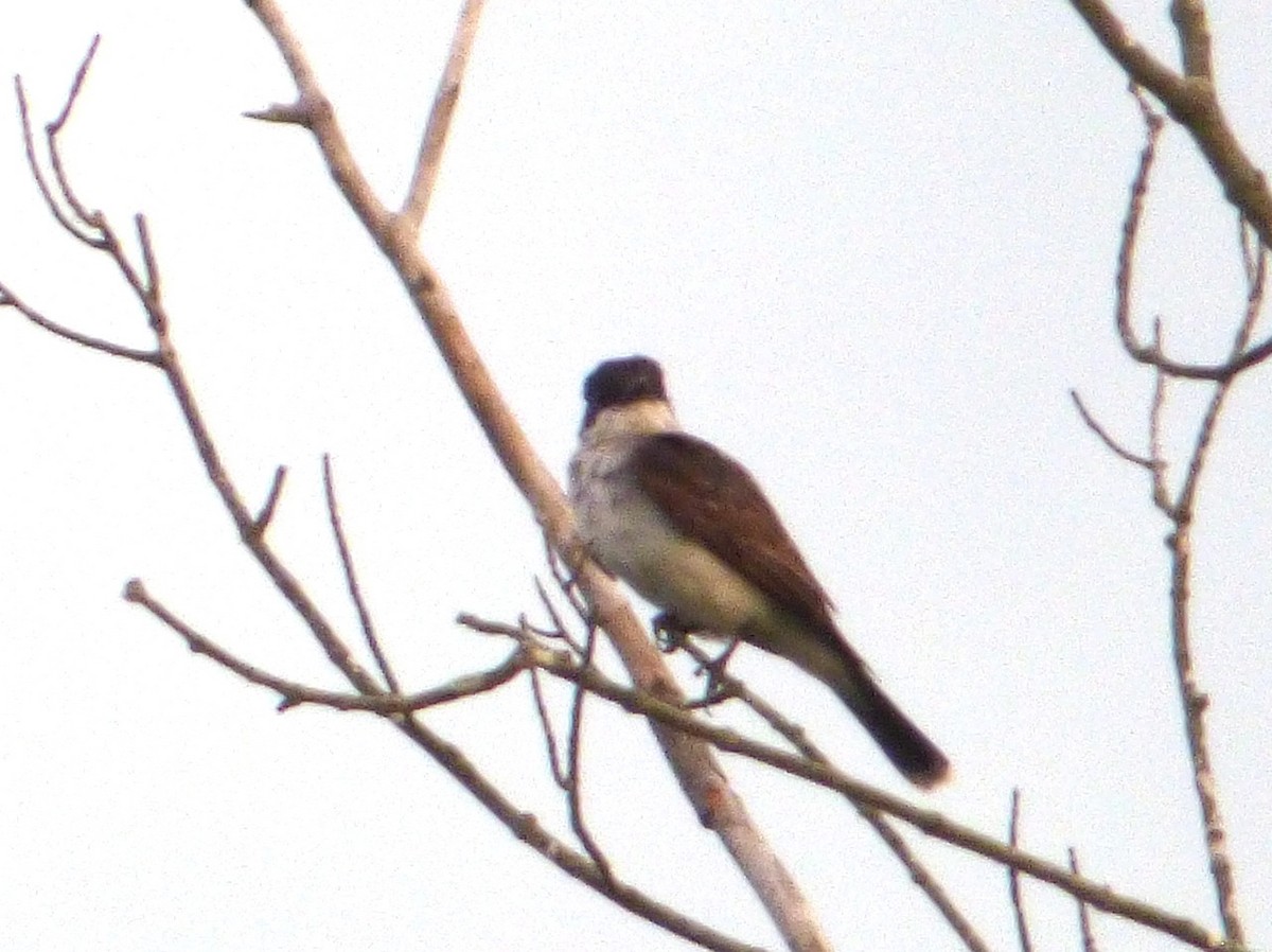 Eastern Kingbird - Mary  McMahon