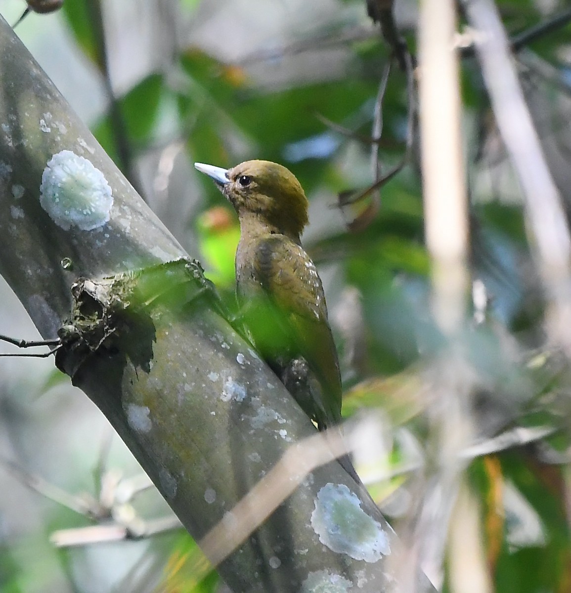 Bamboo Woodpecker - ML328881461