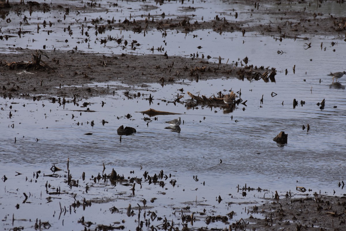 Spotted Sandpiper - jerod skebo