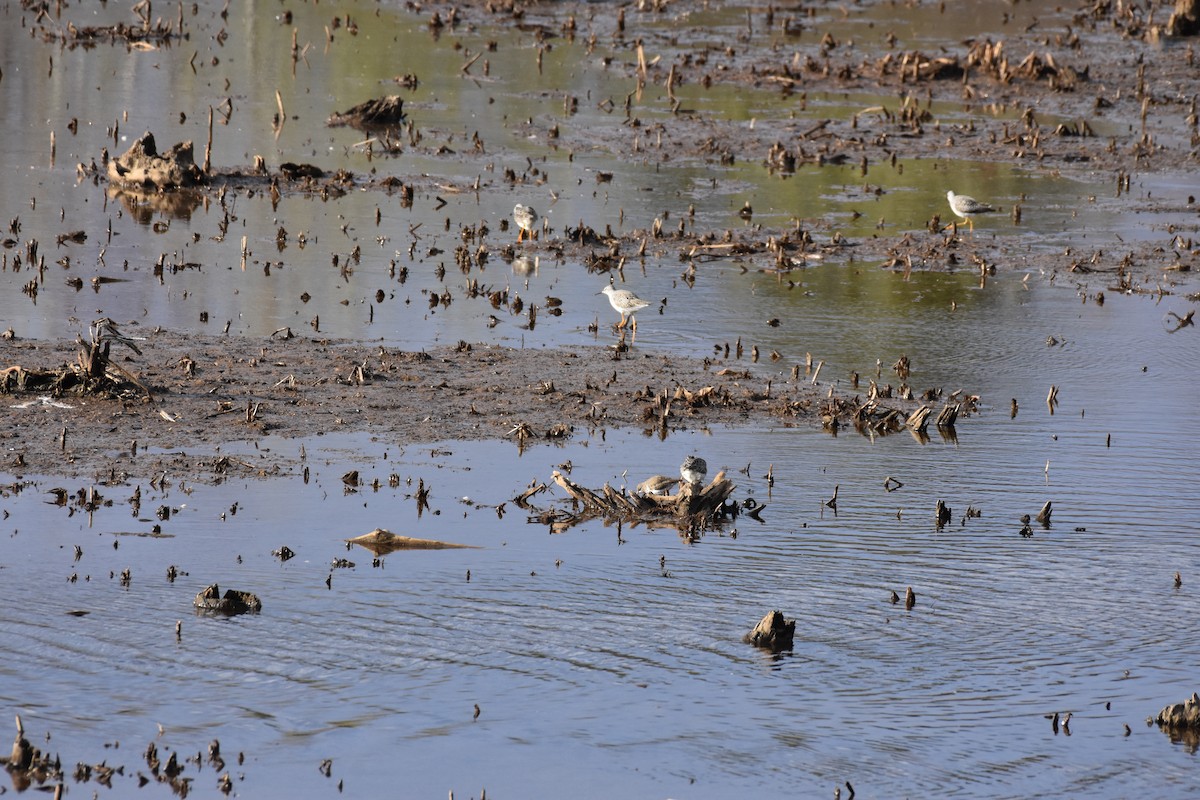 Lesser Yellowlegs - ML328881821