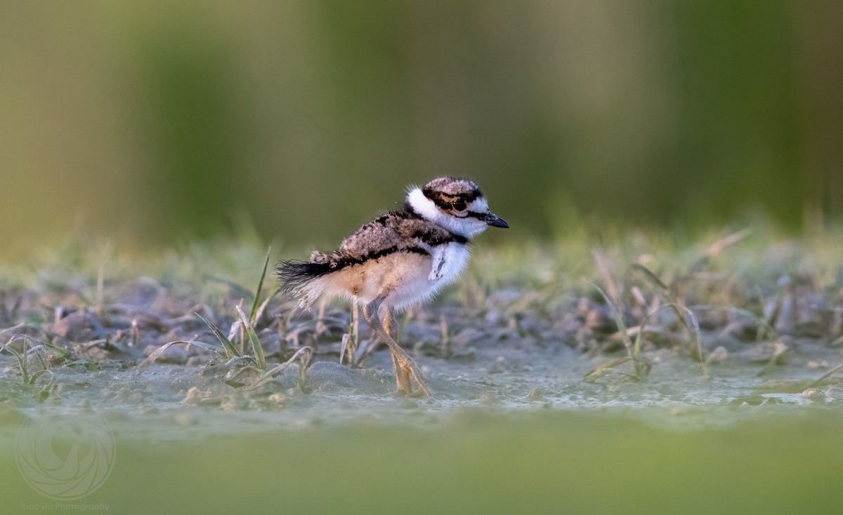 Killdeer - Optik Birb