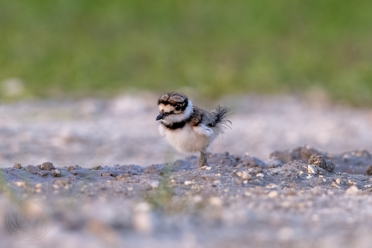 Killdeer - Optik Birb