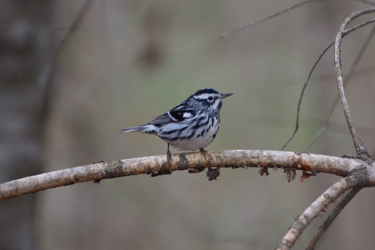 Black-and-white Warbler - ML328882861