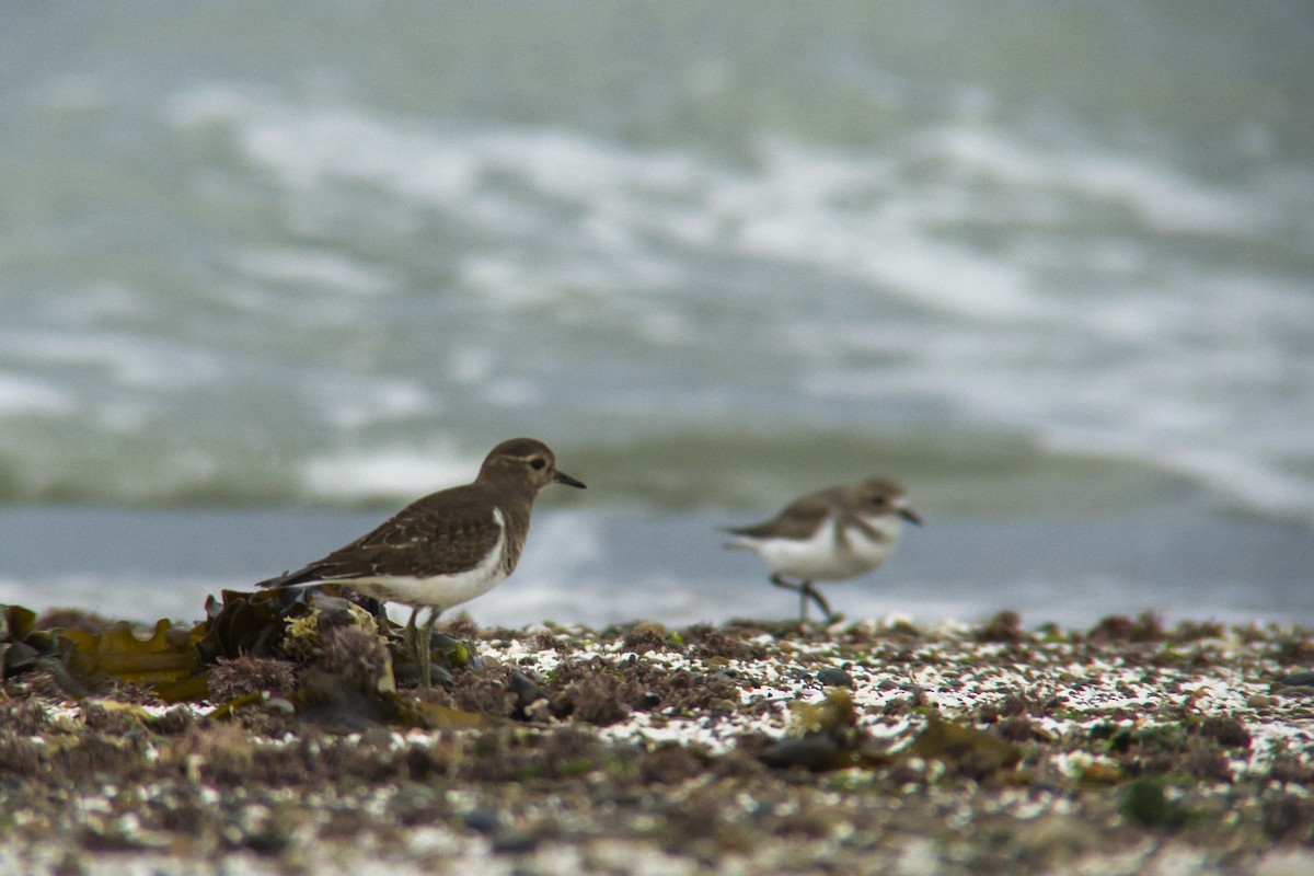 Rufous-chested Dotterel - ML328885941