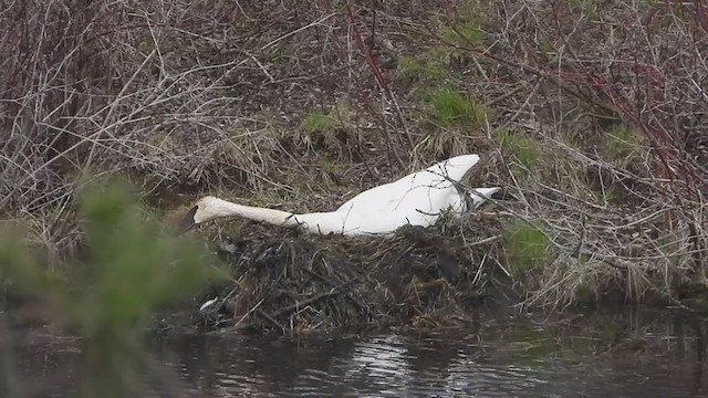 Trumpeter Swan - ML328886781