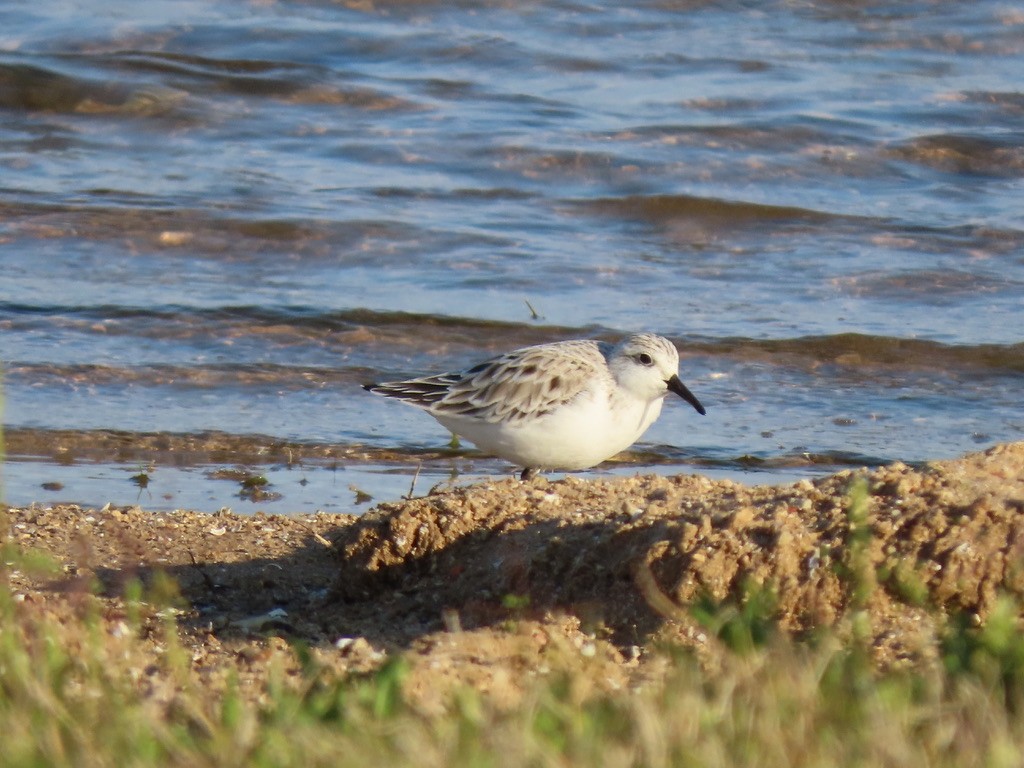 Bécasseau sanderling - ML328887191