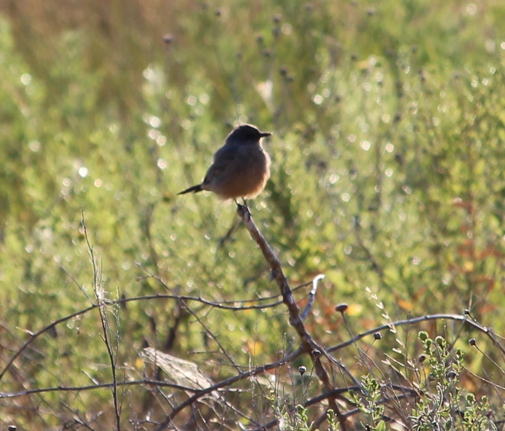 Say's Phoebe - Jessie  Brantwein