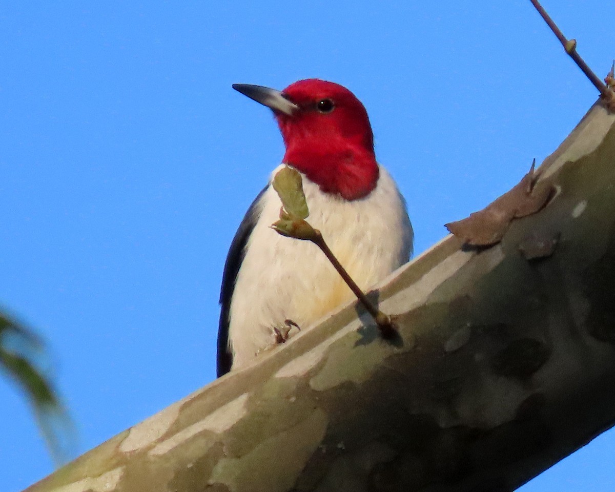 Red-headed Woodpecker - ML328888401