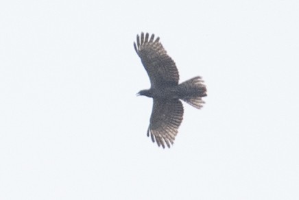 Oriental Honey-buzzard - ML328889101