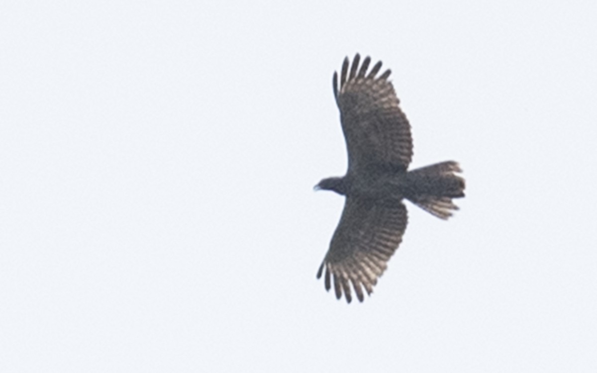 Oriental Honey-buzzard - ML328889111