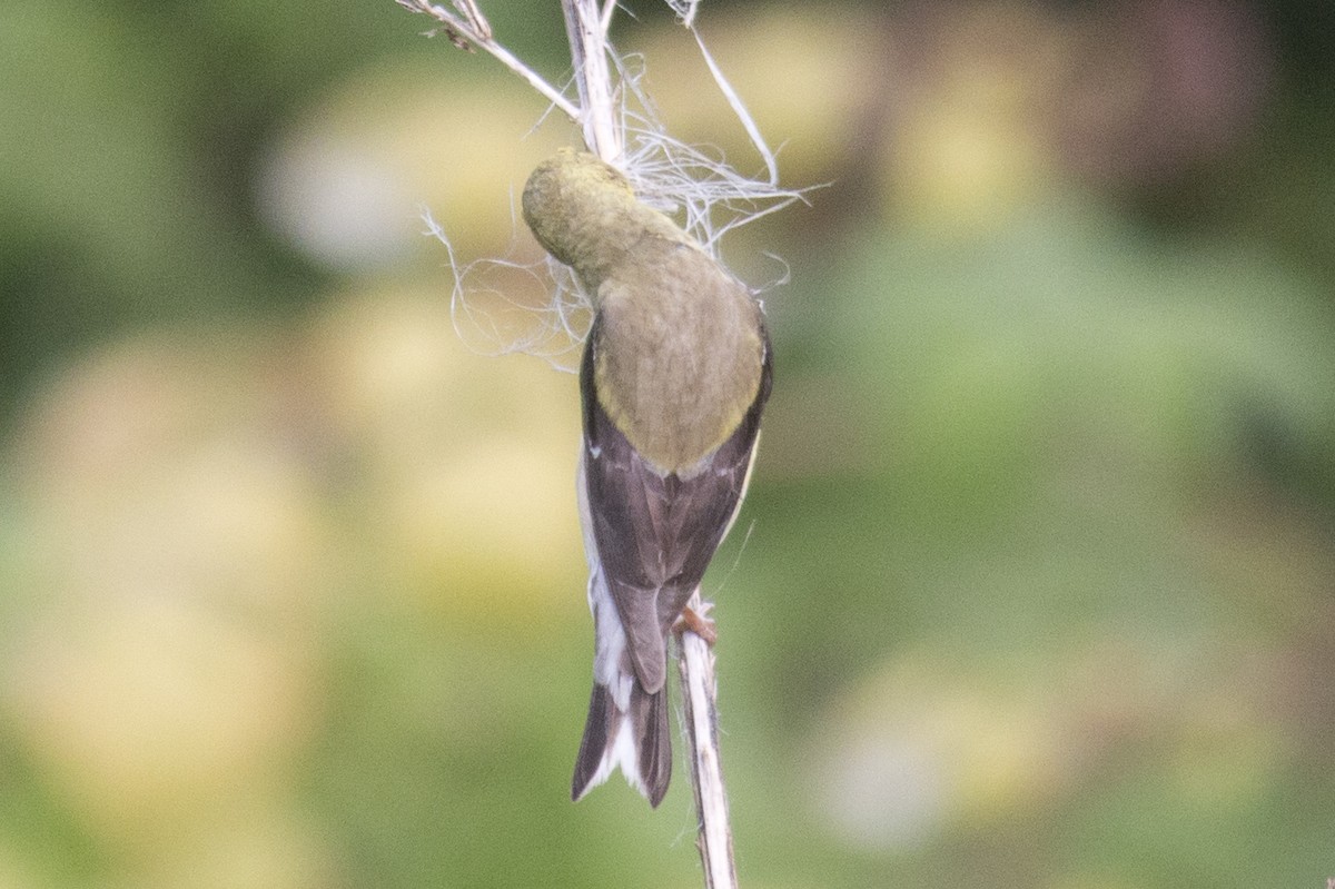 American Goldfinch - ML32889231