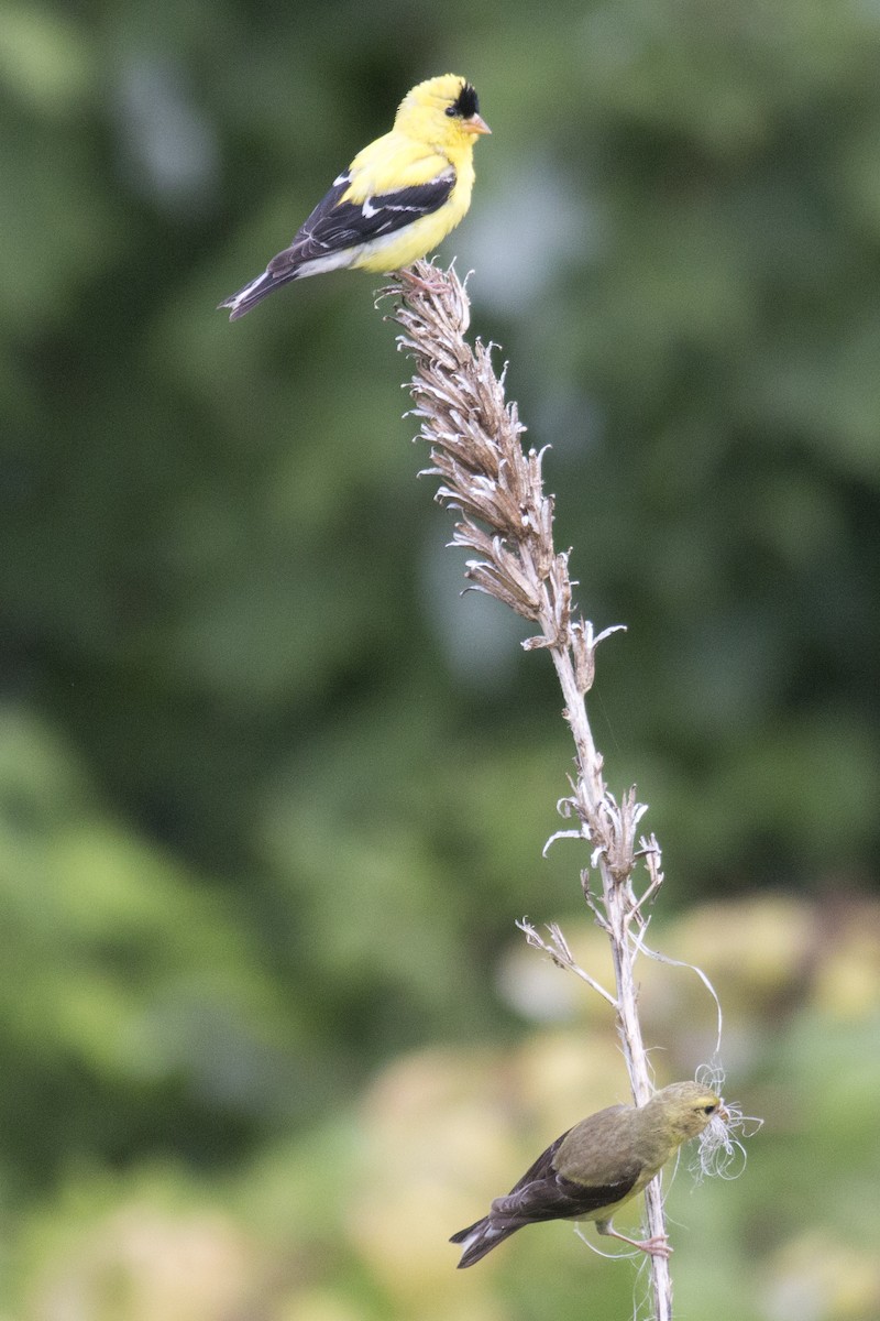 American Goldfinch - ML32889241